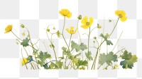 PNG  Buttercup flower plant petal. AI generated Image by rawpixel.