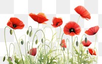 PNG  Red poppies flower poppy plant. AI generated Image by rawpixel.