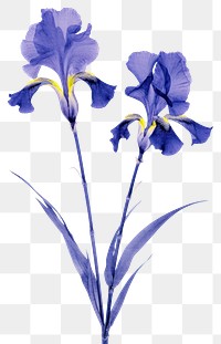 PNG Iris flowers iris nature petal. 