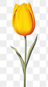 PNG A tulip flower yellow plant. AI generated Image by rawpixel.