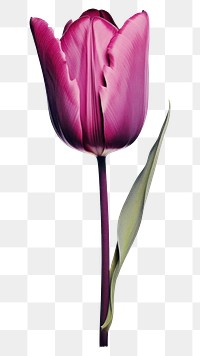 PNG A tulip blossom flower nature. AI generated Image by rawpixel.