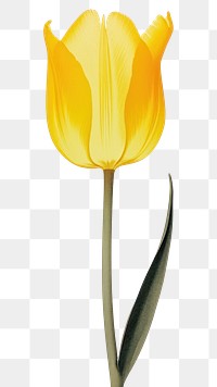 PNG A tulip flower yellow petal. AI generated Image by rawpixel.
