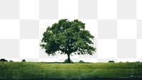 PNG A large tree sitting on top of a lush green field landscape grassland outdoors. AI generated Image by rawpixel.