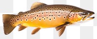 PNG Brown trout animal fish white background. AI generated Image by rawpixel.