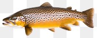 PNG Brown trout animal fish white background. AI generated Image by rawpixel.