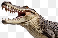 PNG Crocodile open mouth crocodile dinosaur reptile. AI generated Image by rawpixel.