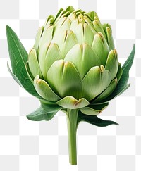 PNG  Artichoke vegetable plant leaf. AI generated Image by rawpixel.