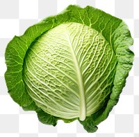 PNG  Cabbage vegetable plant food. AI generated Image by rawpixel.