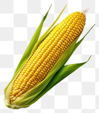 PNG  Corn plant food white background