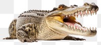 PNG Large Crocodile open mouth crocodile dinosaur reptile. AI generated Image by rawpixel.