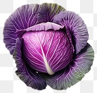 PNG  Purple cabbage vegetable plant food. AI generated Image by rawpixel.