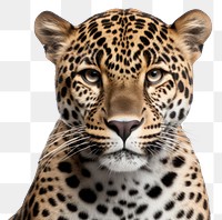PNG Jaguar wildlife leopard cheetah. AI generated Image by rawpixel.