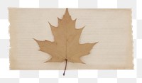 PNG Maple leaf plant tree white background. AI generated Image by rawpixel.