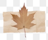 PNG Maple leaf plant tree white background. AI generated Image by rawpixel.