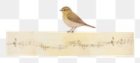 PNG Bird sparrow animal canary. AI generated Image by rawpixel.