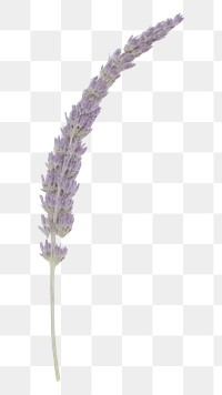 PNG Moon with tape lavender flower plant. AI generated Image by rawpixel.