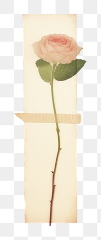 PNG Minimal rose with tape flower plant vase. AI generated Image by rawpixel.