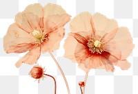 PNG Poppy blossom flower petal. AI generated Image by rawpixel.