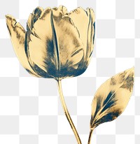PNG Tulip outdoors flower petal. AI generated Image by rawpixel.