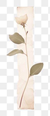 PNG Leaf bougainvillea plant with tape white background blossom flower. AI generated Image by rawpixel.