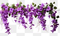 PNG Purple vine with flowers hanging plant white background bougainvillea