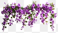 PNG Purple vine with flowers hanging blossom plant white background