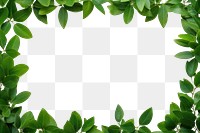 PNG Frame of green leaves backgrounds plant photo. AI generated Image by rawpixel.