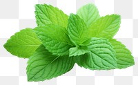 PNG Mint plant herbs leaf. AI generated Image by rawpixel.