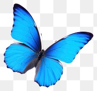 PNG Blue butterfly animal insect flying. AI generated Image by rawpixel.