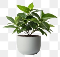 PNG Potted plant leaf white background houseplant. 