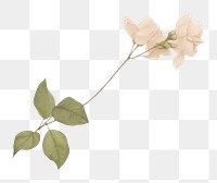 PNG Leaf bougainvillea plant stuck with adhesive tape flower petal rose. AI generated Image by rawpixel.