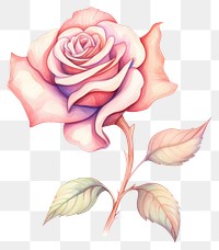 PNG Rose flower drawing pattern sketch. AI generated Image by rawpixel.