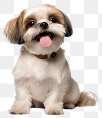 PNG  Shih Tzu dog mammal animal