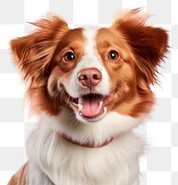 PNG  Cobberdog mammal animal cute. AI generated Image by rawpixel.