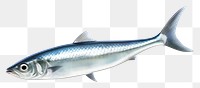 PNG Anchovy fish seafood animal shark. AI generated Image by rawpixel.