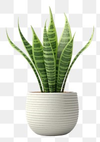 PNG Snake plant vase leaf houseplant. AI generated Image by rawpixel.