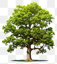 PNG  Oak tree plant white background tranquility. AI generated Image by rawpixel.