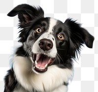 PNG  Collie dog mammal animal puppy. AI generated Image by rawpixel.