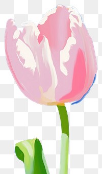 PNG Pink Tulip flower tulip blossom. AI generated Image by rawpixel.
