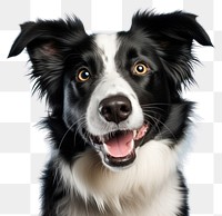 PNG  Collie dog mammal animal blue. AI generated Image by rawpixel.