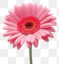 PNG  Gerbera Daisy daisy flower petal. AI generated Image by rawpixel.