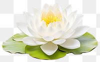 PNG  Lotus flower blossom petal plant. AI generated Image by rawpixel.