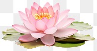 PNG Lotus flower blossom petal plant. 