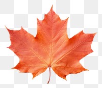 PNG Canada maple leaf plant tree white background. AI generated Image by rawpixel.