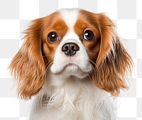 PNG Cavalier king charles spaniel papillon animal mammal. AI generated Image by rawpixel.