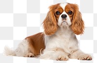 PNG Cavalier king charles spaniel animal mammal dog. AI generated Image by rawpixel.
