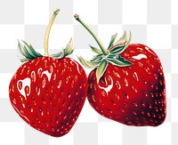 PNG Strawberry fruit plant food