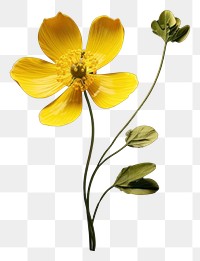 PNG Buttercup flower petal plant inflorescence. AI generated Image by rawpixel.