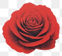 PNG Rose backgrounds textured flower. AI generated Image by rawpixel.
