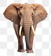 PNG African elephant wildlife animal mammal. 